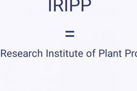 IRIPP